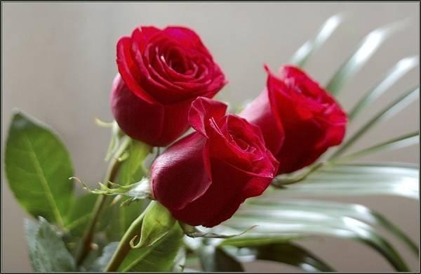 rose